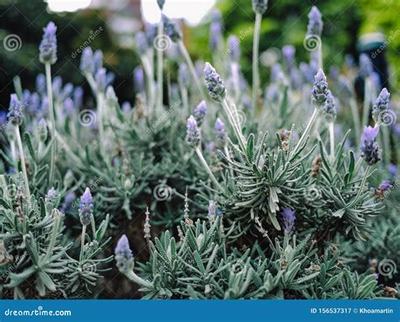 選擇內置0.1折武器之王_龍辰福利版加盟,邁向財富巔峰!