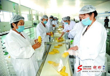 代縣金九州農(nóng)產(chǎn)品公司靠水果玉米興企富民 代縣視窗 山西新聞網(wǎng)忻州頻道